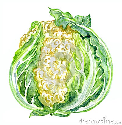 Ð¡auliflower Brassica oleracea L. var. Botrytis L. watercolor illustration Cartoon Illustration